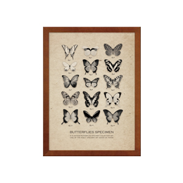 poster butterfly species